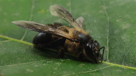 types of bees in philippines|Beekeeping For Beginners in Philippines .